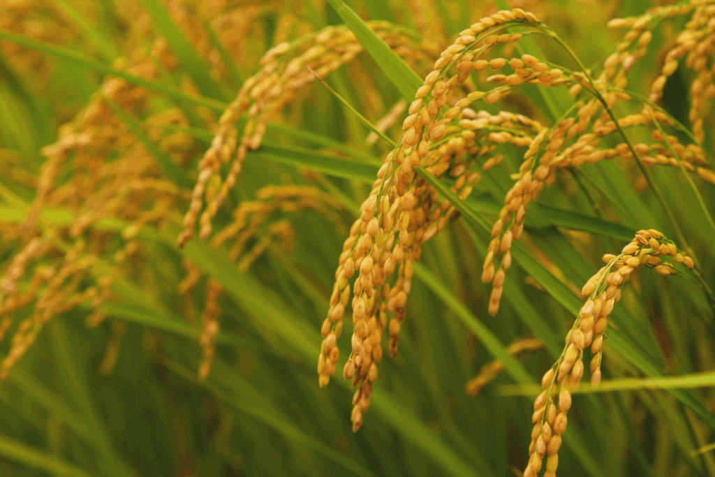 収穫間近の稲穂